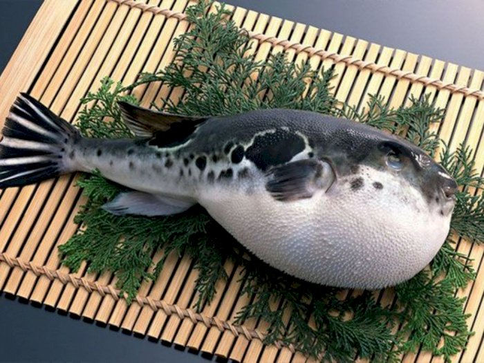 Meski Beracun, Ikan Buntal Justru Jadi Hidangan Spesial di Negara Ini