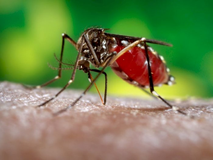 Mengenal Nyamuk Aedes Aegypti, Penyebar Penyakit  Demam Berdarah