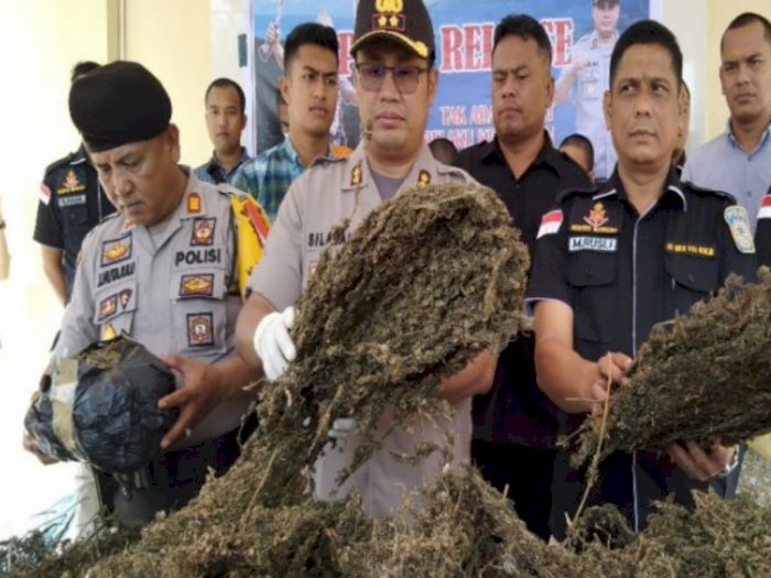 Polisi Temukan Ladang Ganja 2 Hektare di Madina, 3 Orang Diamankan