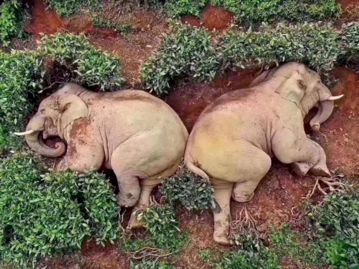 Cek Fakta: Benarkah Para Gajah Ini Minum Alkohol dan Tidur di Kebun Teh?