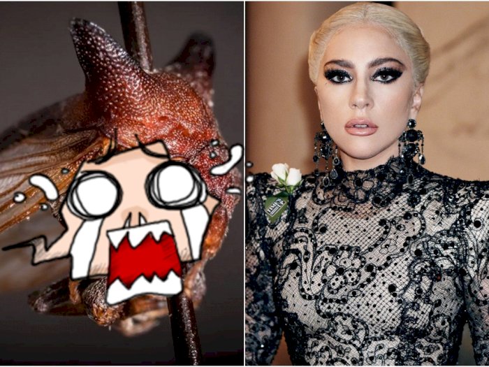 Dinamai Mirip Lady Gaga, Begini Bentuk Serangga 'Kaiakaia Gaga'
