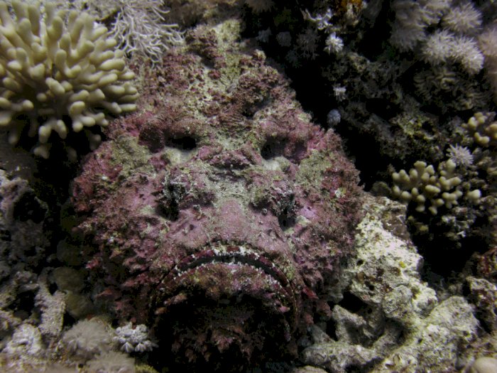  Stonefish, Ikan Beracun di Dunia yang Mirip Koral