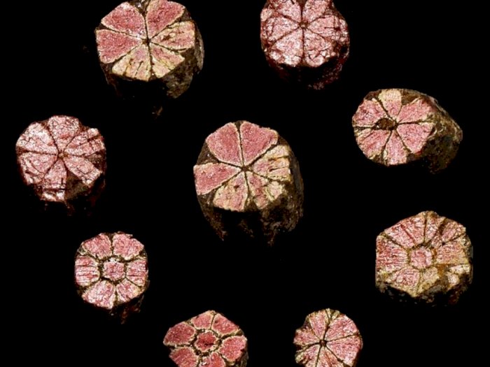 Cherry Blossom Stones, Uniknya Batu-Batu Kecil Berbentuk Bunga Sakura