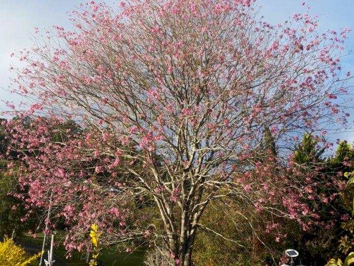 Mengenal Tanaman Tabebuya yang Cantik Mirip Bunga Sakura