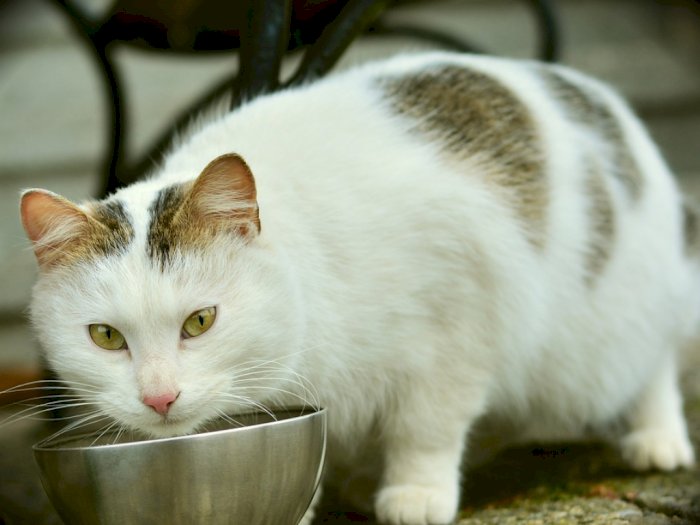 Yuk, Pastikan Takaran dan Jadwal Makan Kucing Kesayanganmu