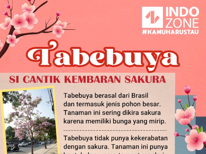 Tabebuya, Si Cantik Kembaran Sakura