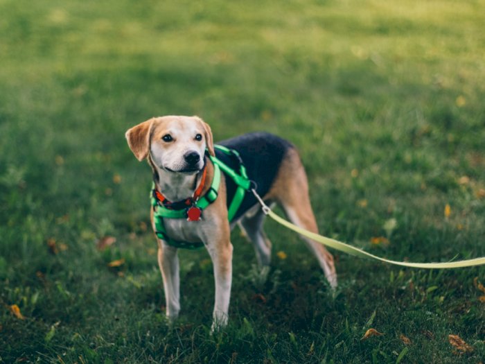 Anjing di Inggris Bakal Dilatih Mendeteksi Virus Corona