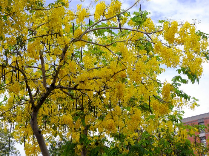 Si Cantik Golden Shower yang Jadi Bunga Nasional Thailand