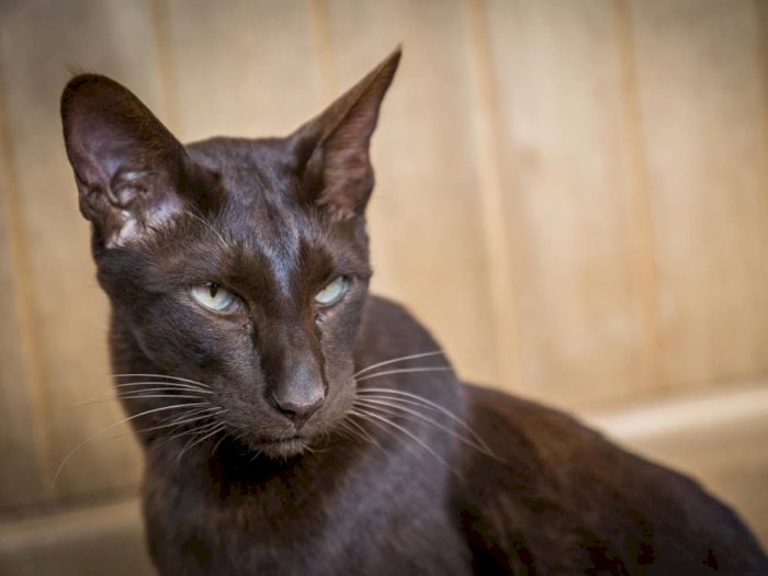Kucing Havana Brown, Ras Kucing Langka Berwarna Cokelat