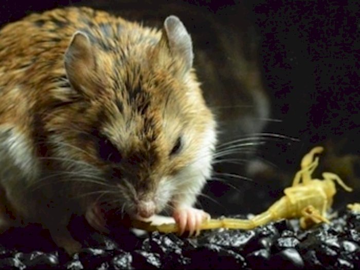Tikus Belalang, Spesies Tikus Agresif yang Kebal Racun Kalajengking