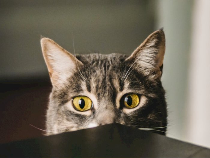 Acoustic Kitty, Proyek CIA yang Gunakan Kucing sebagai Mata-Mata