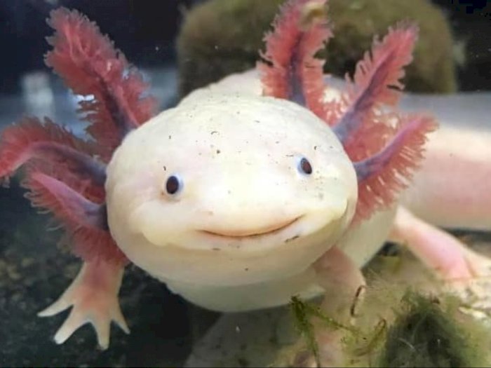 Axolotl, Spesies Salamander Berwajah Lucu 