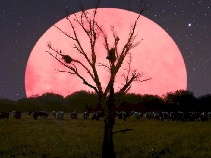Fenomena Super Pink Moon Bakal Muncul Malam Ini 