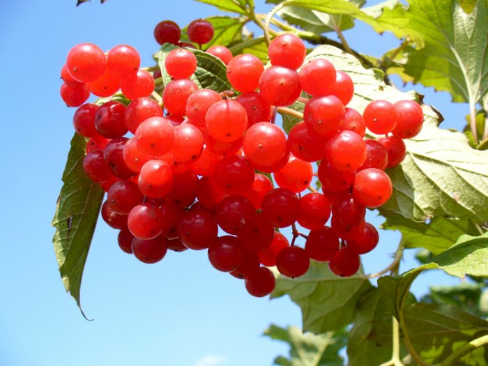 Meski Rasanya Asam, Buah Cranberry Punya Banyak Manfaat untuk Kesehatan