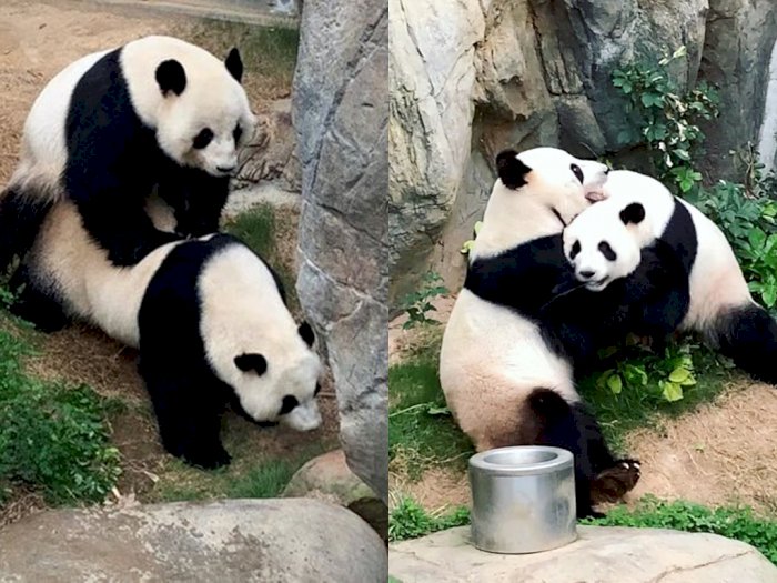 Panda Ini Akhirnya Kawin di Masa Lockdown setelah 10 Tahun Bersama!