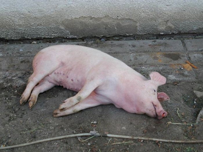 Lagi, Bangkai Babi Ditemukan di Jalanan Kota Medan 