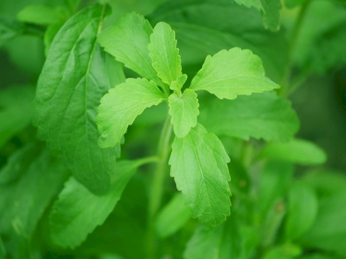 Mengenal Tanaman Stevia, Penghasil Gula Hingga 200 Kali Lebih Manis dari Tebu