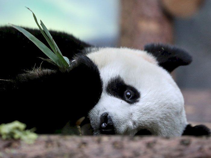 Kebun Binatang Ditutup dan Tak Jumpa Manusia, Panda Raksasa di Moskow 'Galau'