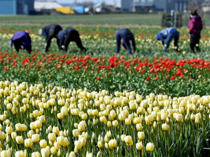 Gara-gara Corona, 140 Juta Tulip di Belanda Gagal Panen