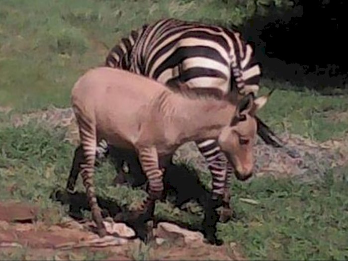 Potret Zonkey, Hewan Baru Lahir di Kenya dari Hasil Persilangan Zebra dan Keledai