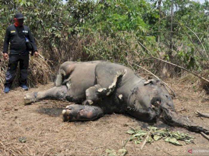 Gajah Sumatera Mati di Areal Perkebunan Kelapa Sawit di Aceh