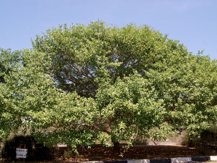 Pohon Nagasari, Pohon Keramat dan Berkhasiat Obat