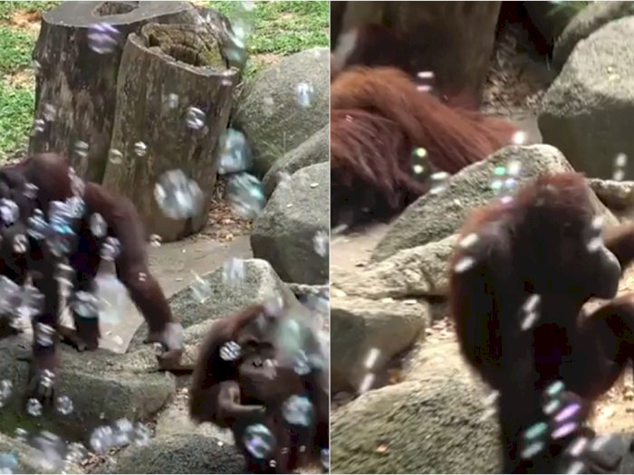 Aksi Menggemaskan Orangutan Main Gelembung untuk Usir Kebosanan