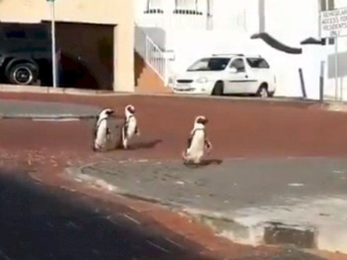 Viral Video Penguin Masuk ke Pemukiman Warga saat Jalan Sepi karena Karantina