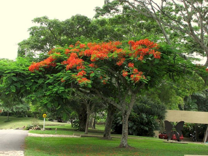 Pohon Flamboyan, Peneduh yang Bisa Jadi Obat Malaria