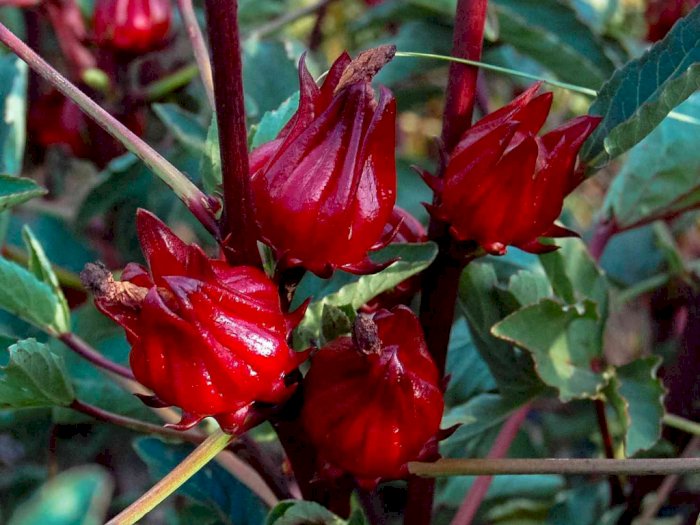 Bunga Rosella, Bunga dari Afrika yang Diolah Menjadi Teh