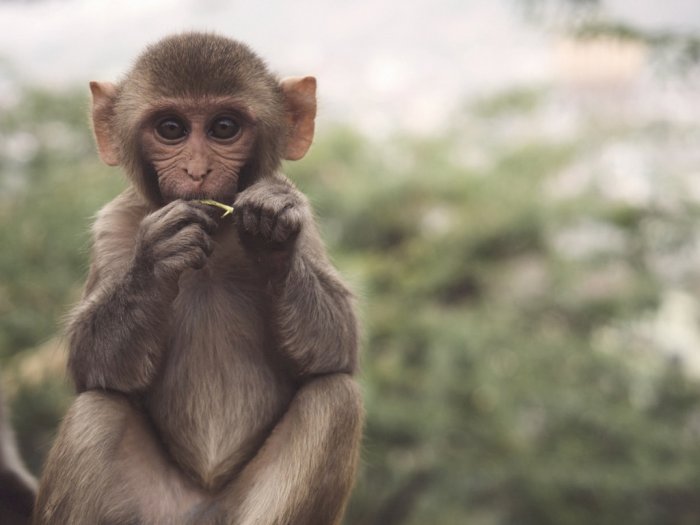 Vaksin Corona yang Dikembangkan oleh Perusahaan Beijing Sukses Diuji Coba pada Monyet