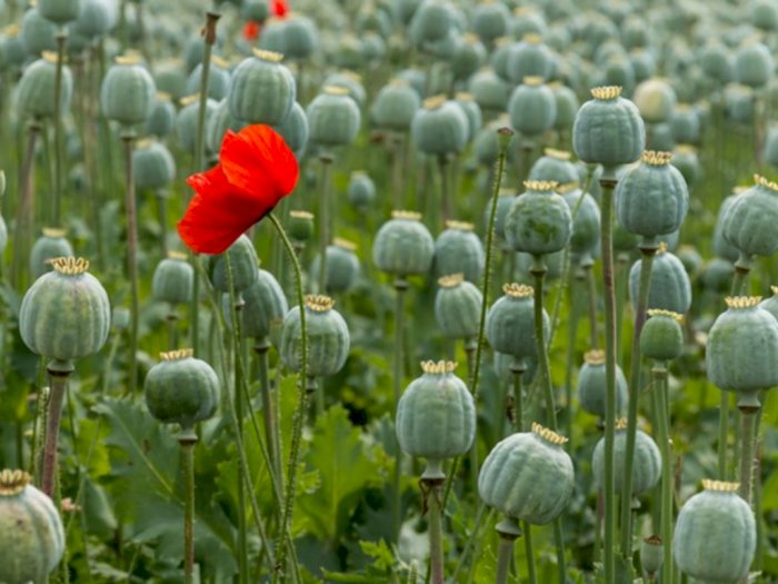  Opium, Tanaman yang Disalahgunakan Menjadi Narkotika
