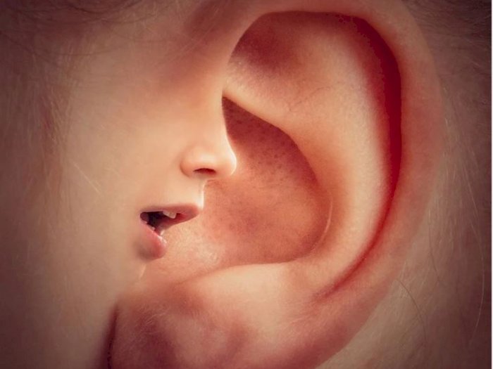 Telinga Kanan Merespon Pembicaraan Lebih Baik, Fakta atau Mitos?