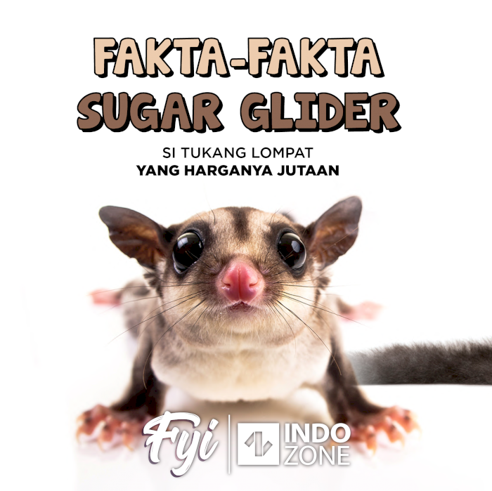 Fakta-Fakta Sugar Glider