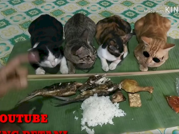 Bikin Gemas! Kucing-kucing ini Dengarkan Kultum Sebelum Makan