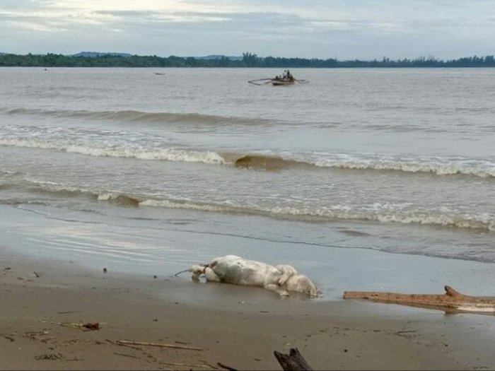 Di Pantai Tagaule Nias, Sejumlah Bangkai Babi Terdampar dan Berbau Busuk