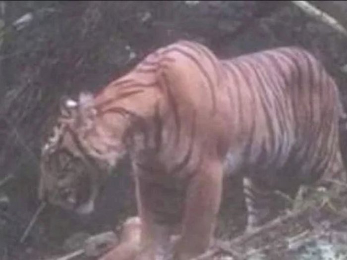 Inilah Fakta Seputar Foto Kemunculan Harimau Sumatera yang Viral