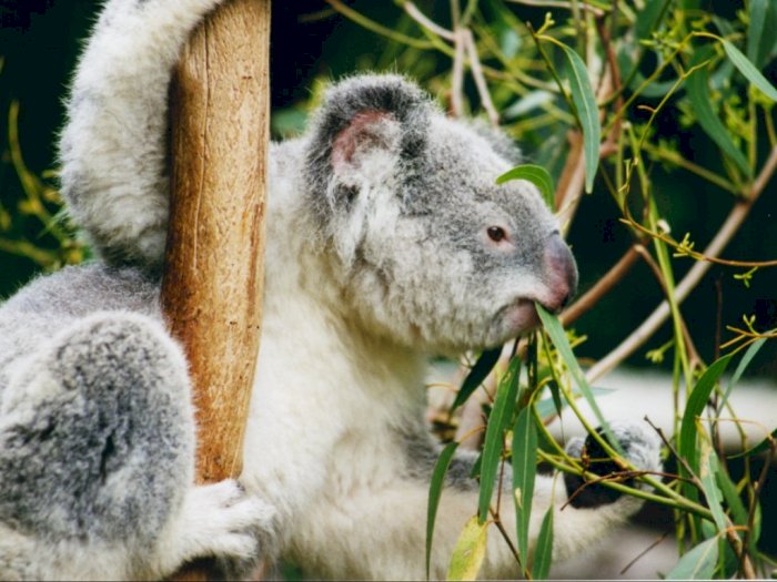 Koala dan Daun Eukaliptus Beracun yang Jadi Sumber Makanannya