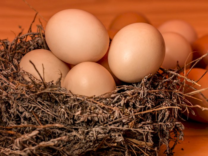 Bikin Kaget, Telur Ayam Warganet Ini Menetas di Dalam Kulkas