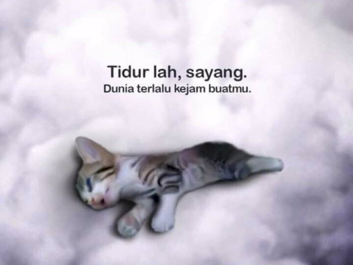 Video Tiga Perempuan Bengis Injak Anak Kucing Sampai Mati, Ternyata Bukan di Malaysia