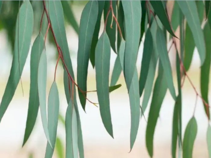 Hasil Riset Baru: Produk Eucalyptus Bisa Jadi Antivirus Corona