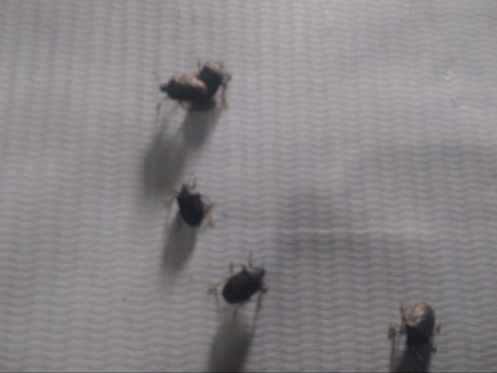 Pemukiman Warga Rantauprapat Diserang Serangga Kumbang Lembing