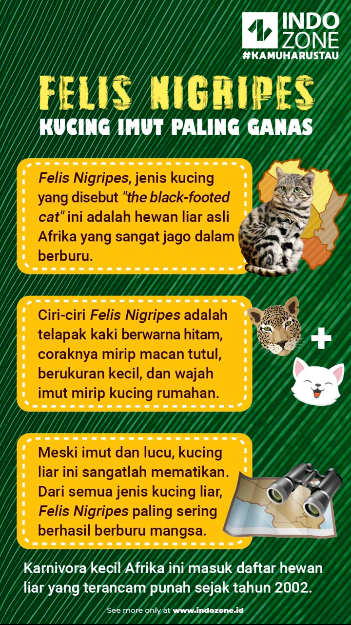 Felis Nigripes, Kucing Imut Paling Ganas  Indozone.id