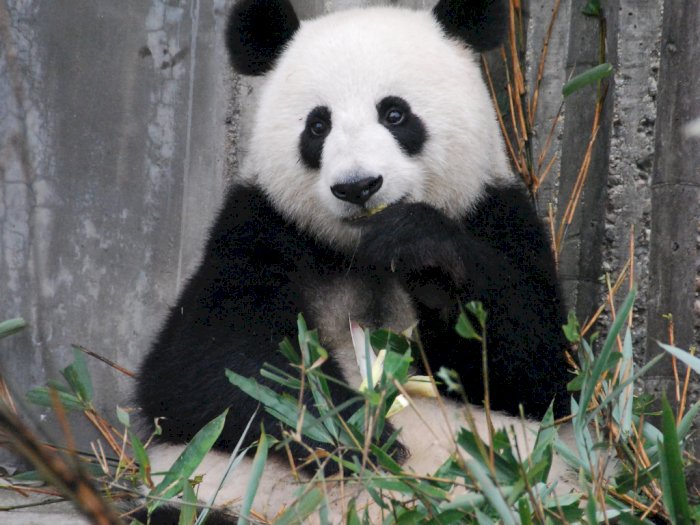 Stok Pakan Bambu Terancam karena Corona, 2 Panda di Kanada Dipulangkan ke Tiongkok