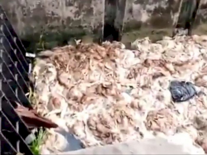Viral Ribuan Bangkai Ayam Diduga Sengaja Dibuang ke Sungai di Pati Jateng