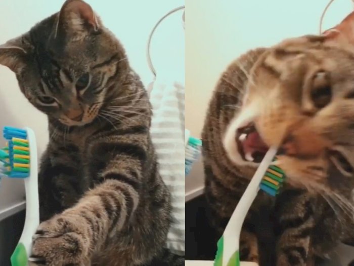 Aksi Menggemaskan Seekor Kucing yang Sikat Giginya Sendiri