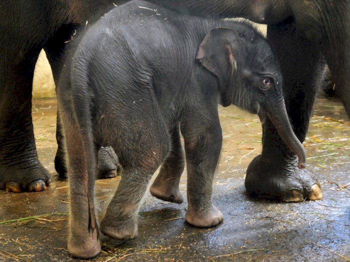 Gajah Baru Lahir di Taman Safari Bogor Diberi Nama Covid