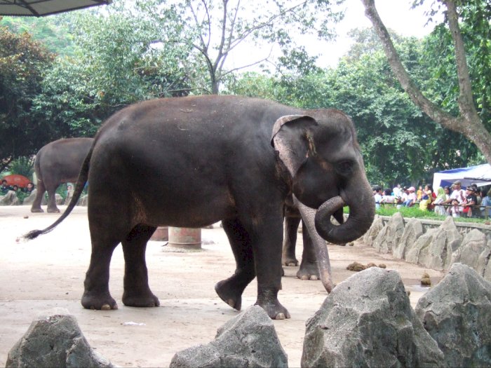 Yuk Kenalan dengan Gajah Sumatera, Si Besar Satwa Endemik Sumatera