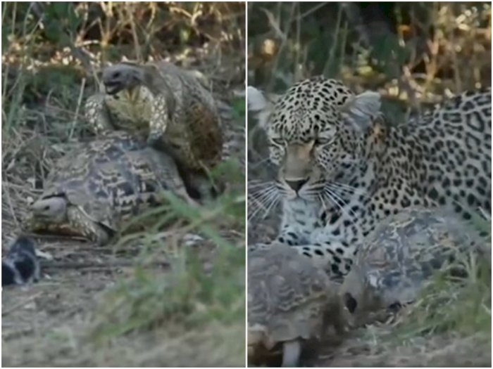 VIDEO: Lucu! Akibat Kura-Kura Ingin Kawin, Leopard Ini Gagal Berburu