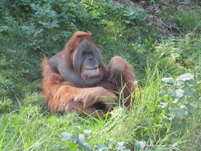 Salam Kenal dari Orangutan Sumatera yang Populasinya Nyaris Punah